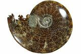 Polished Ammonite (Cleoniceras) Fossil - Madagascar #185502-1